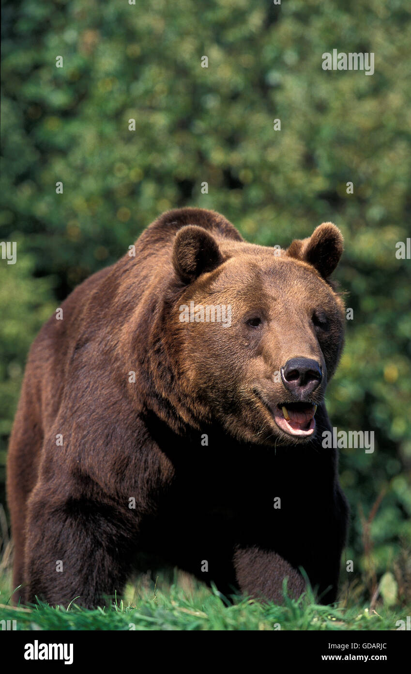 Orso bruno Ursus arctos, adulti con bocca aperta Foto Stock