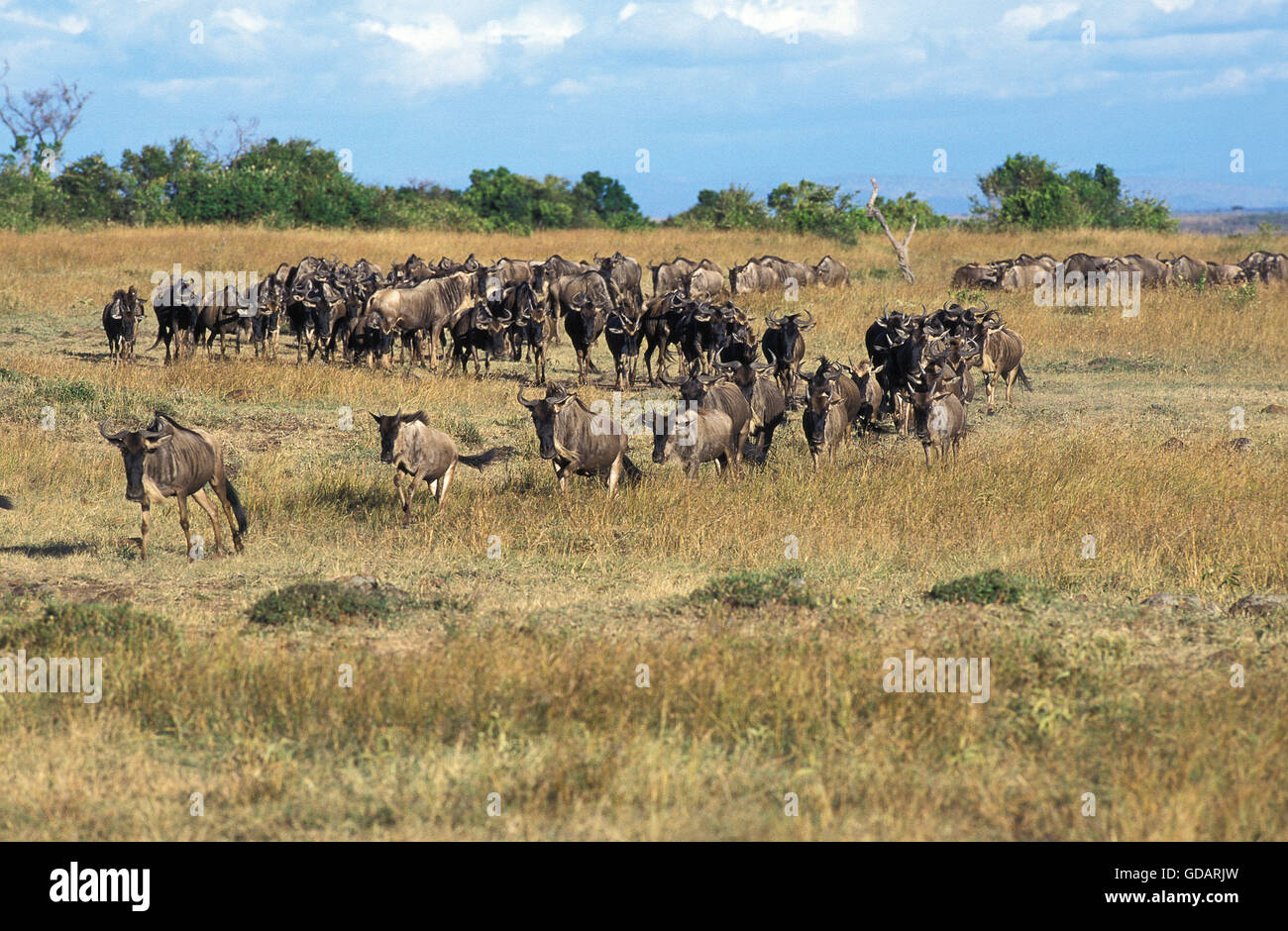 BLUE GNU connochaetes taurinus, allevamento la migrazione, il MASAI MARA PARK, KENYA Foto Stock