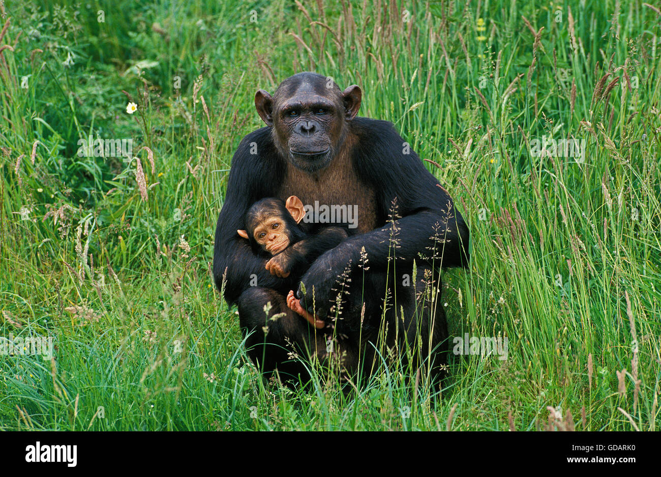 Scimpanzé, Pan troglodytes, femmina che porta i giovani Foto Stock