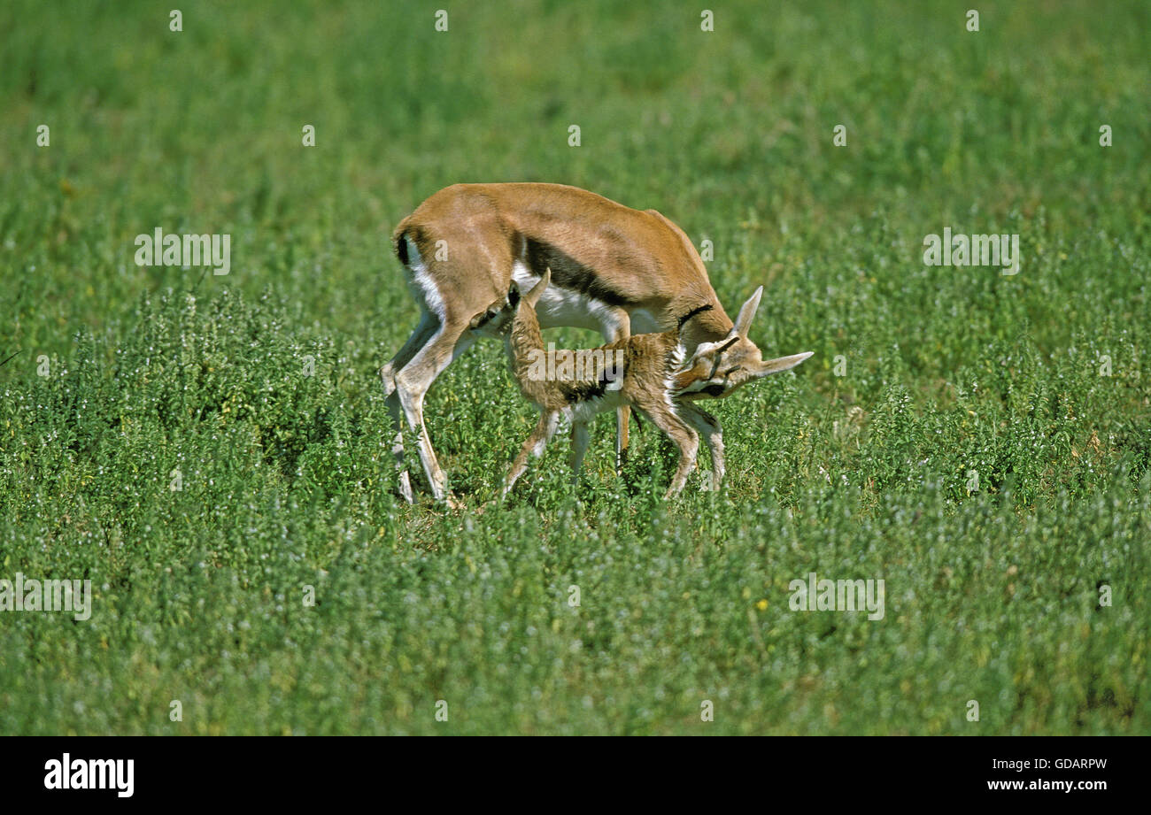 THOMSON GAZELLE gazella thomsoni, FEMMINA CON IL SUO NUOVO NATO di vitello, KENYA Foto Stock