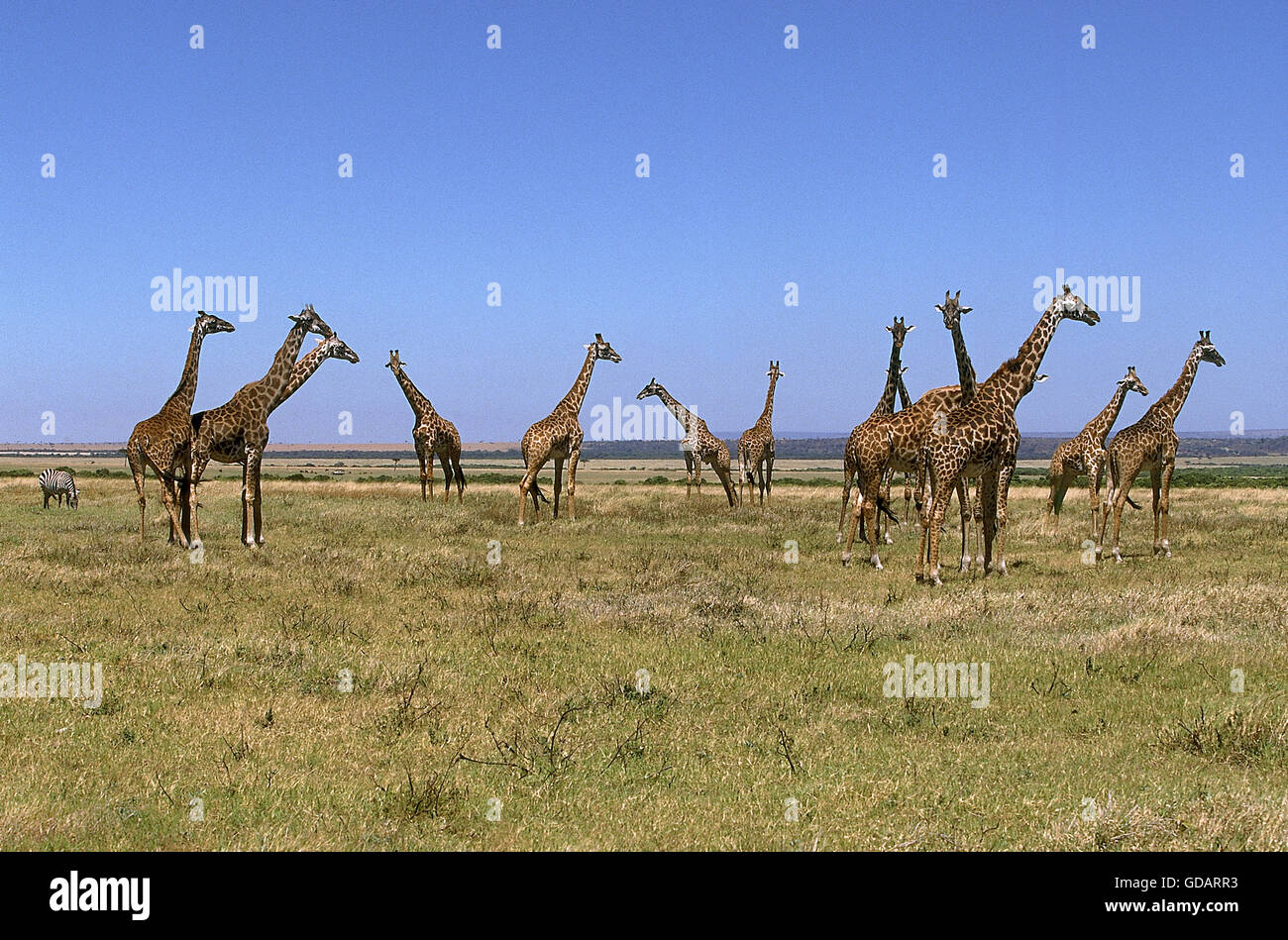 MASAI GIRAFFE giraffa camelopardalis tippelskirchi IN KENYA Foto Stock