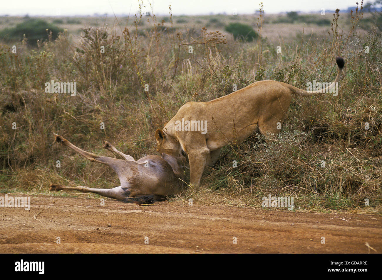 Leone africano, panthera leo, femmina con un kill, gnu, Parco di Nairobi in Kenya Foto Stock