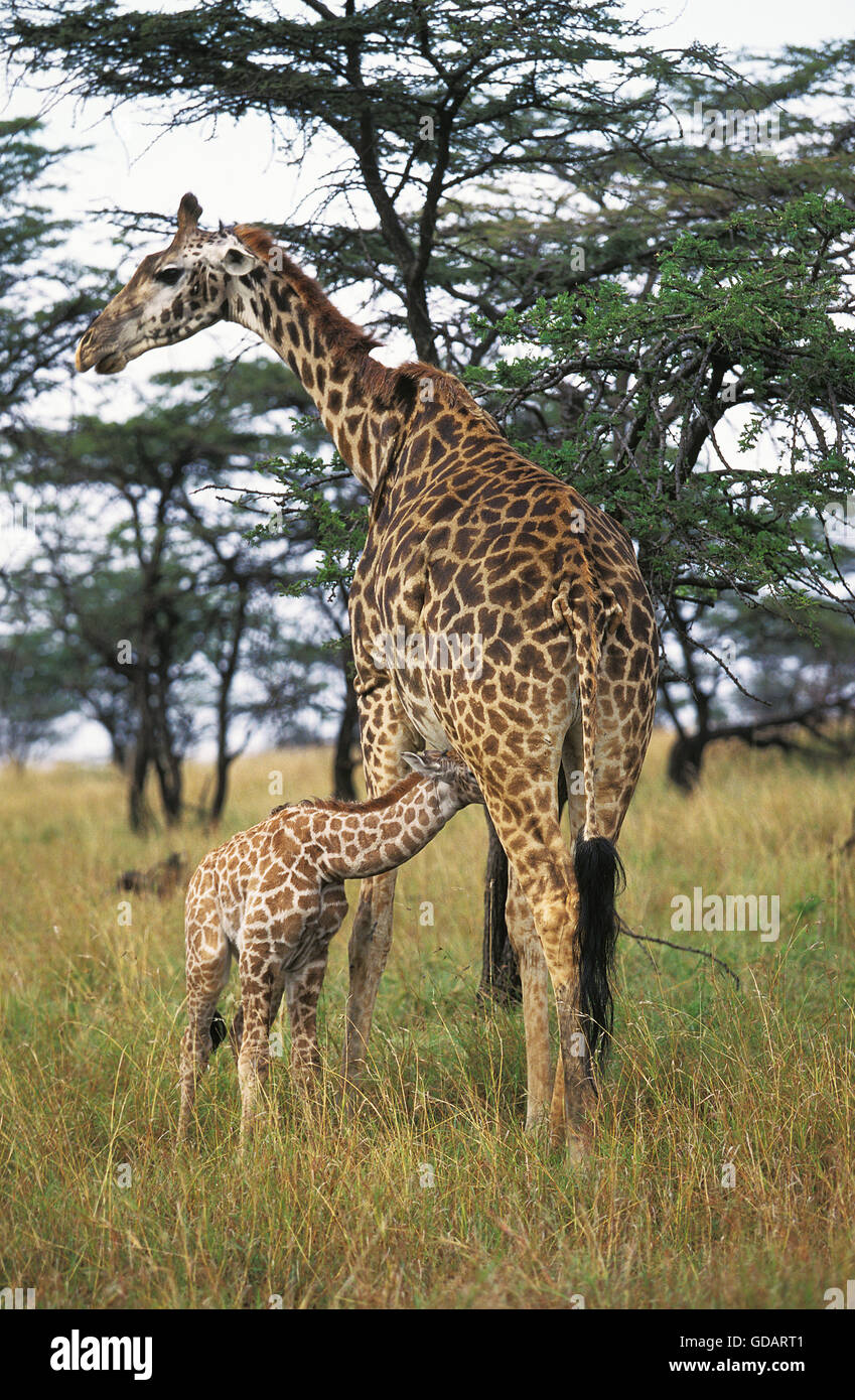 Masai Giraffe, giraffa camelopardalis tippelskirchi, femmina con giovani allattamento, Kenya Foto Stock