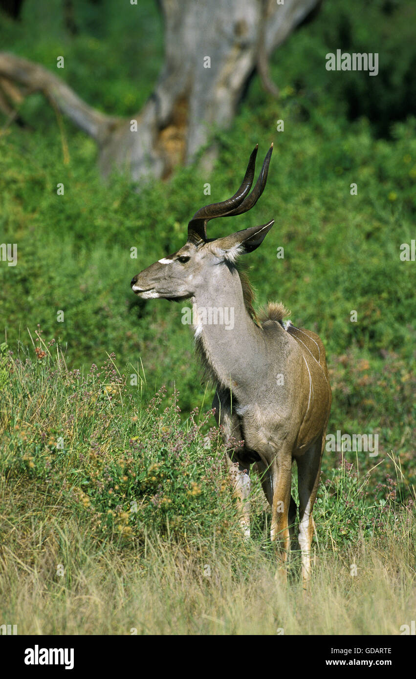 Maggiore Kudu, tragelaphus strepsiceros, maschio nel bush, Parco di Kruger in Sud Africa Foto Stock