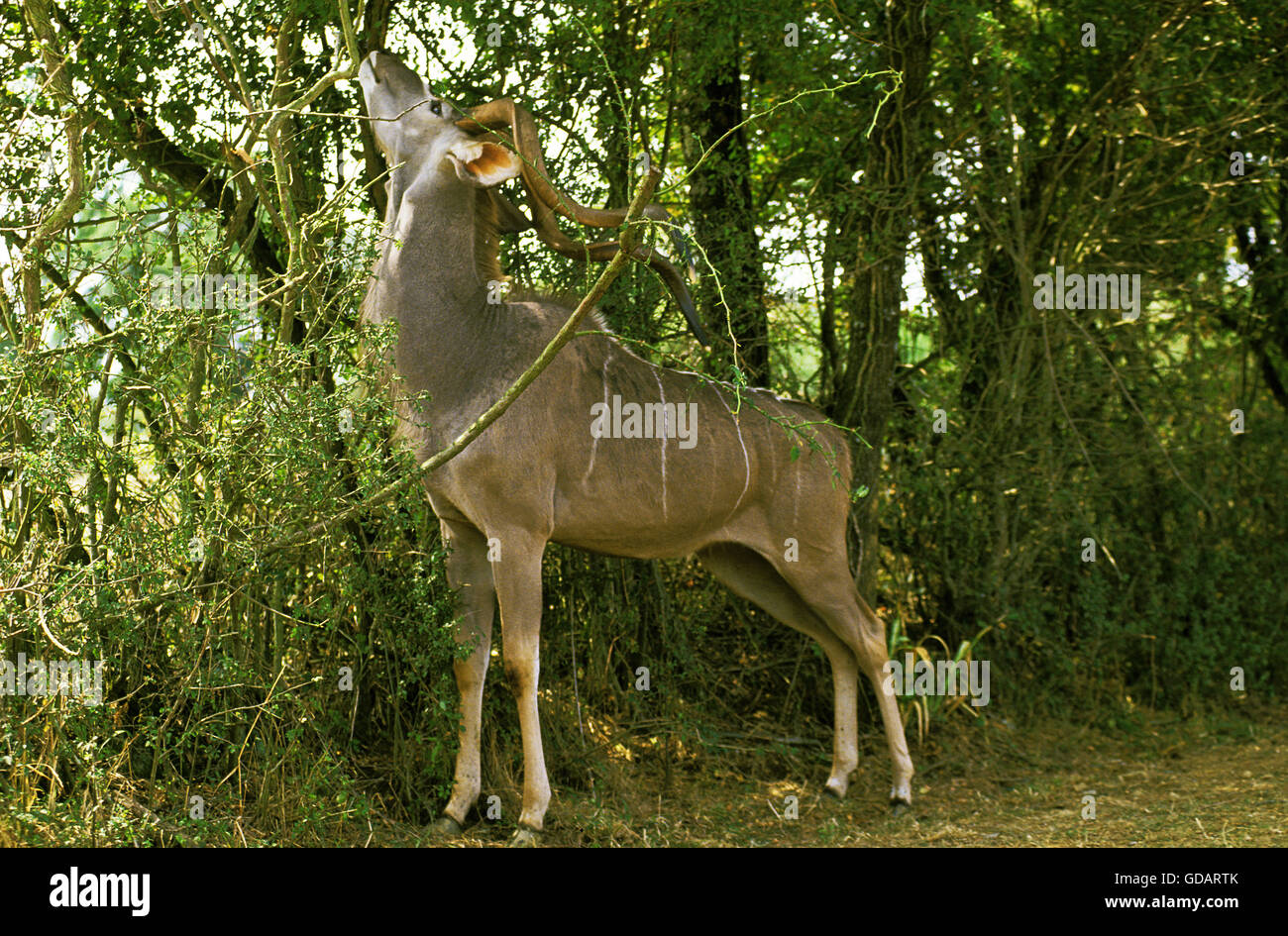 Maggiore Kudu, tragelaphus strepsiceros, maschio mangiare filiale a Bush, Kenya Foto Stock