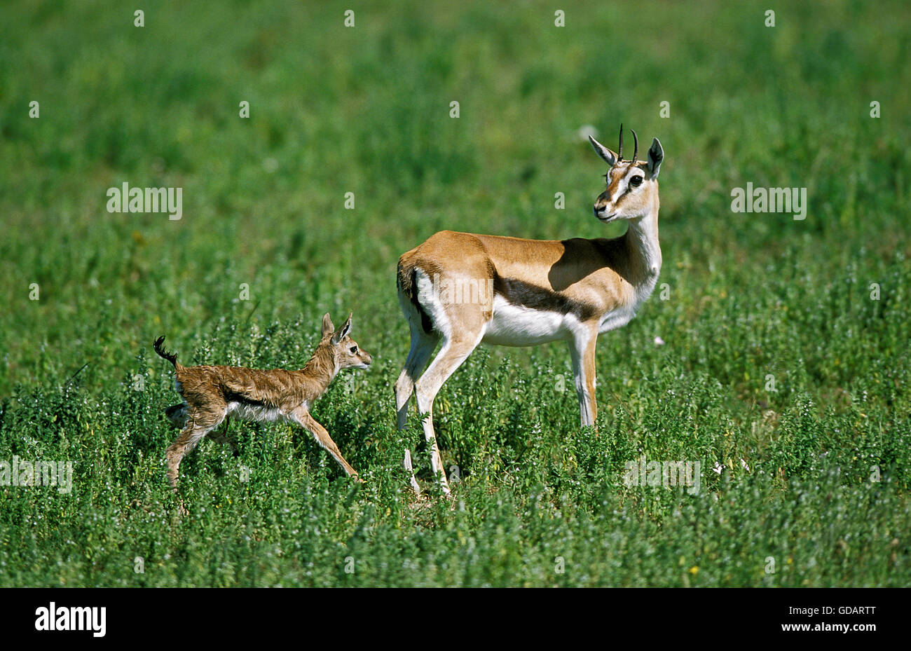 Gazelle neonato sale