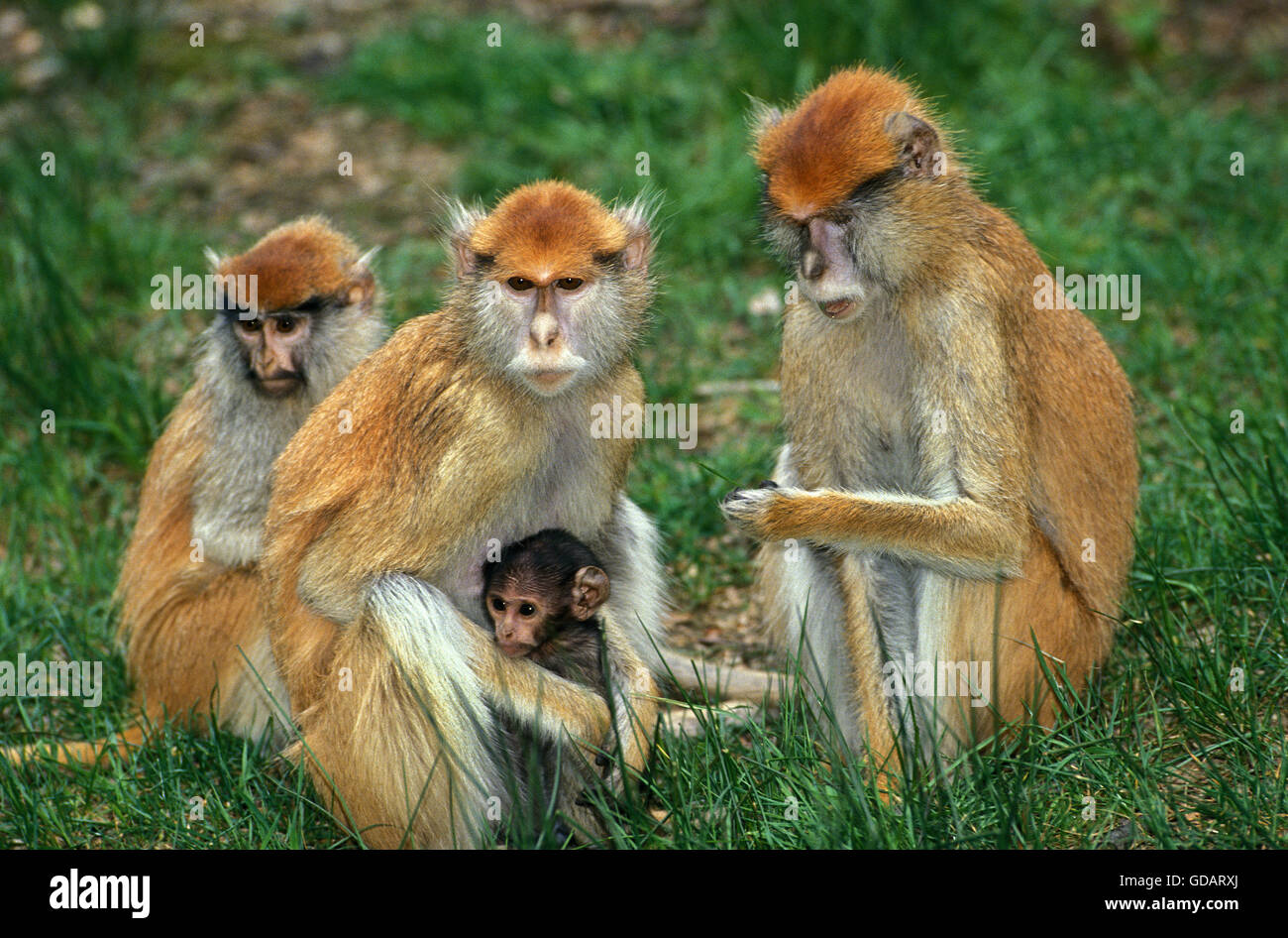 Patas Monkey, erythrocebus patas, femmine con giovani Foto Stock