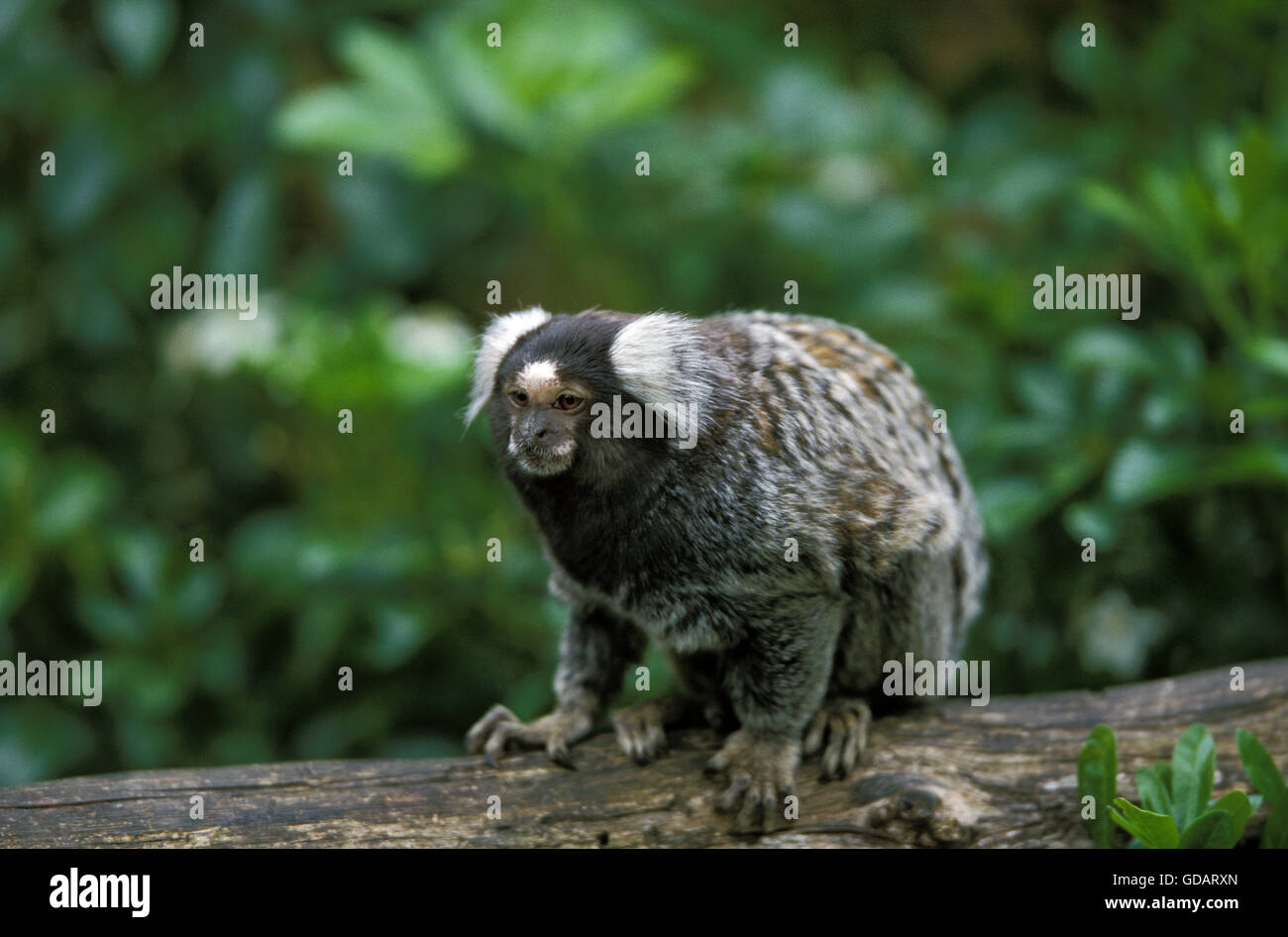 Comune, Marmoset callithrix jacchus adulto sul ramo Foto Stock