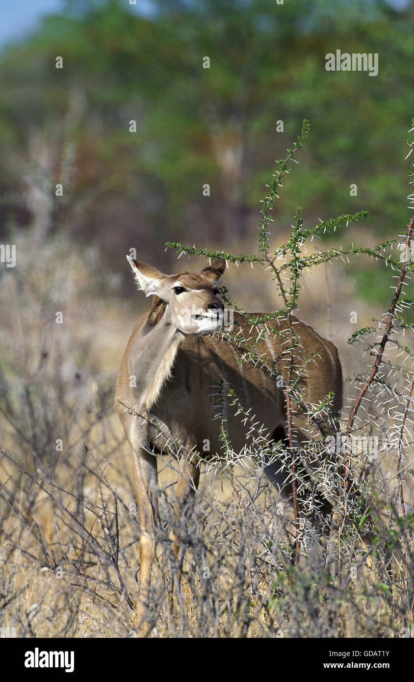 Maggiore Kudu, tragelaphus strepsiceros, Femmina di mangiare le foglie di acacia, Namibia Foto Stock