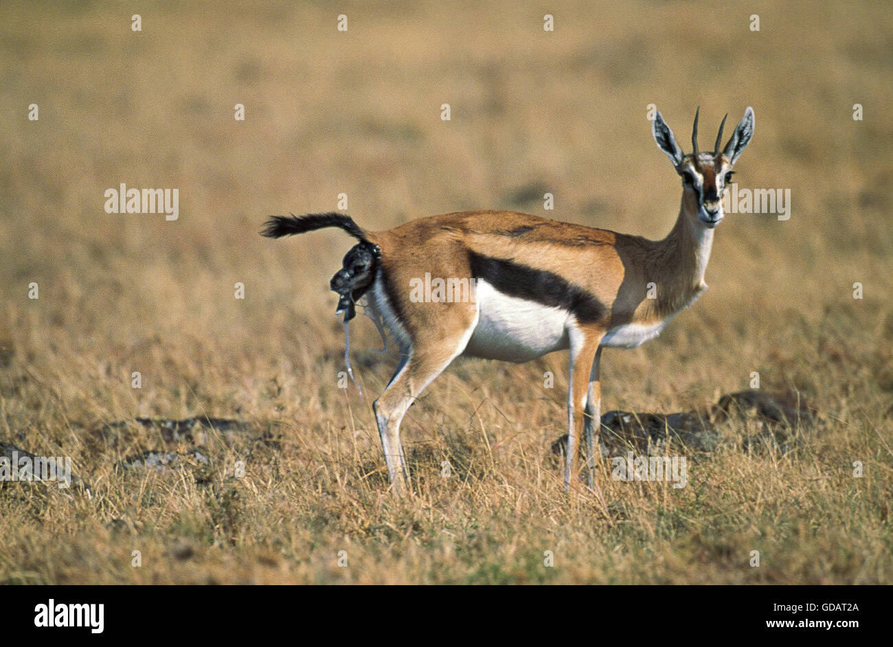 Thomson Gazelle, gazella thomsoni, Femmina di dare la nascita, il Masai Mara Park in Kenya Foto Stock