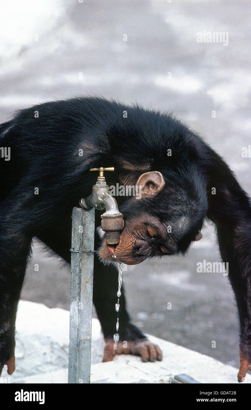 Scimpanzé, Pan troglodytes Foto Stock