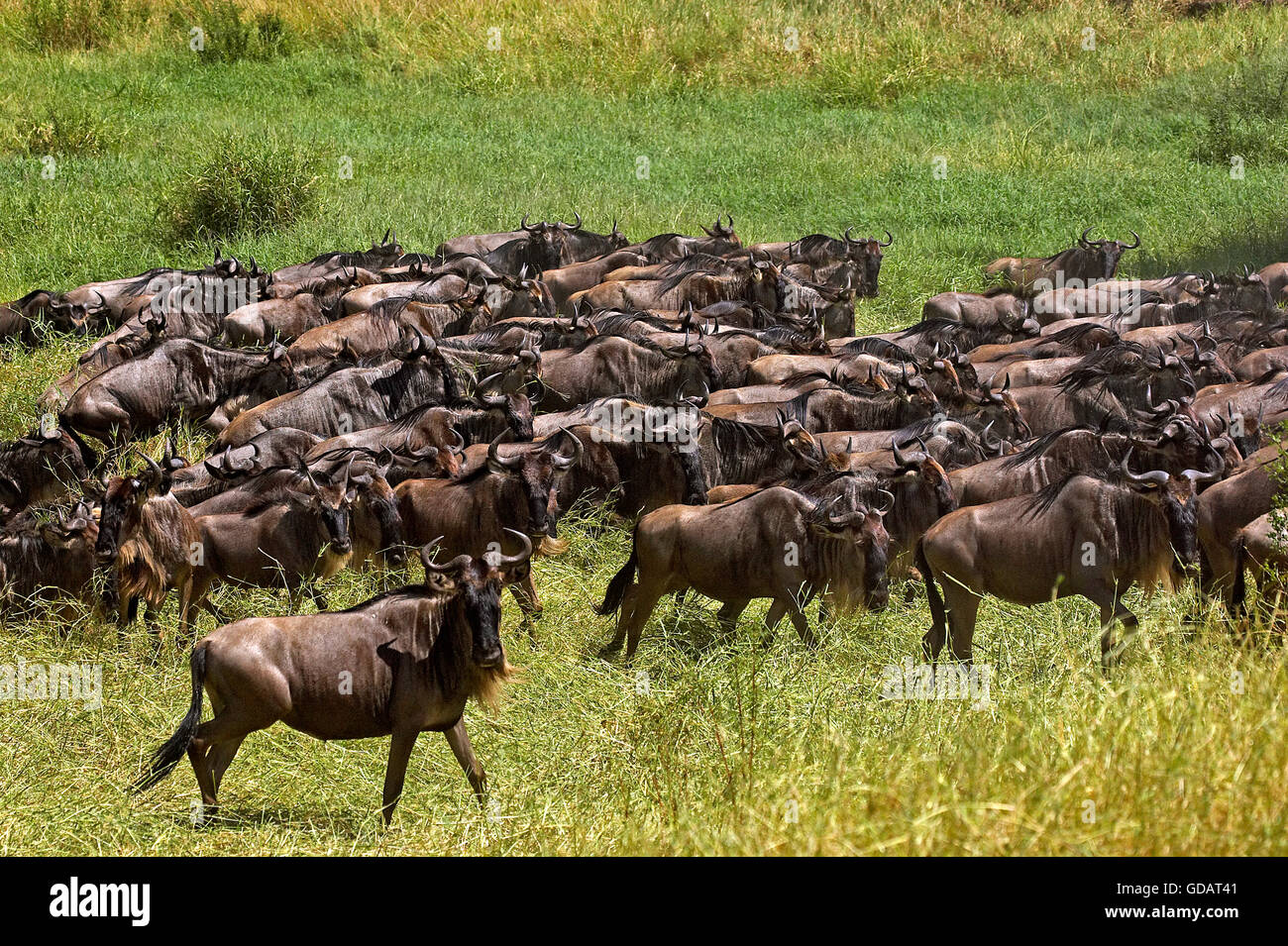 Blue GNU, connochaetes taurinus, allevamento la migrazione, il Masai Mara Park in Kenya Foto Stock