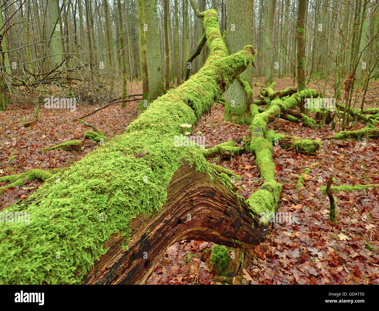 Legno e Licheni - Wood & Moss – ELGREN