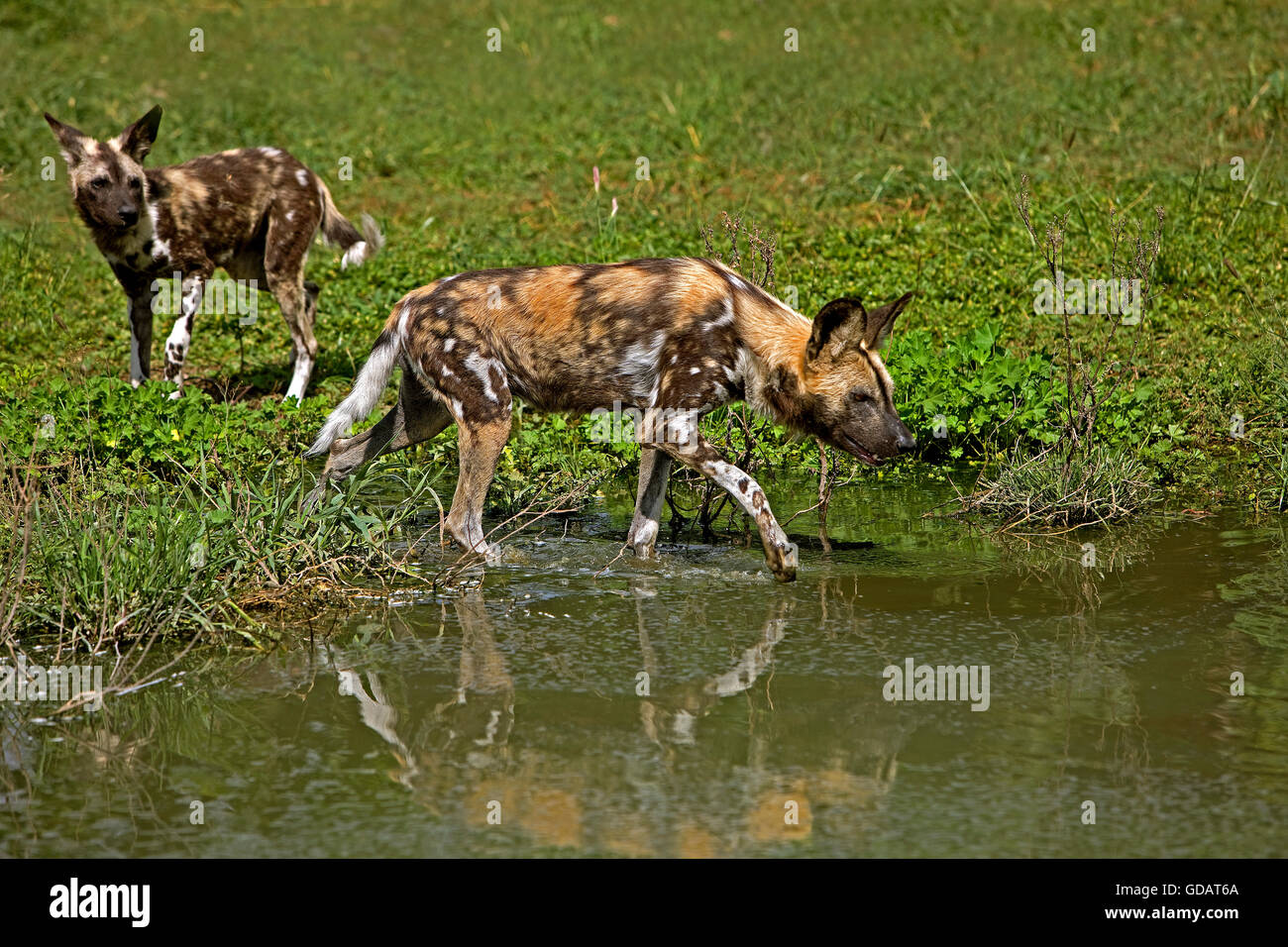 African Wild Dog, lycaon pictus, al foro per l'acqua, Namibia Foto Stock