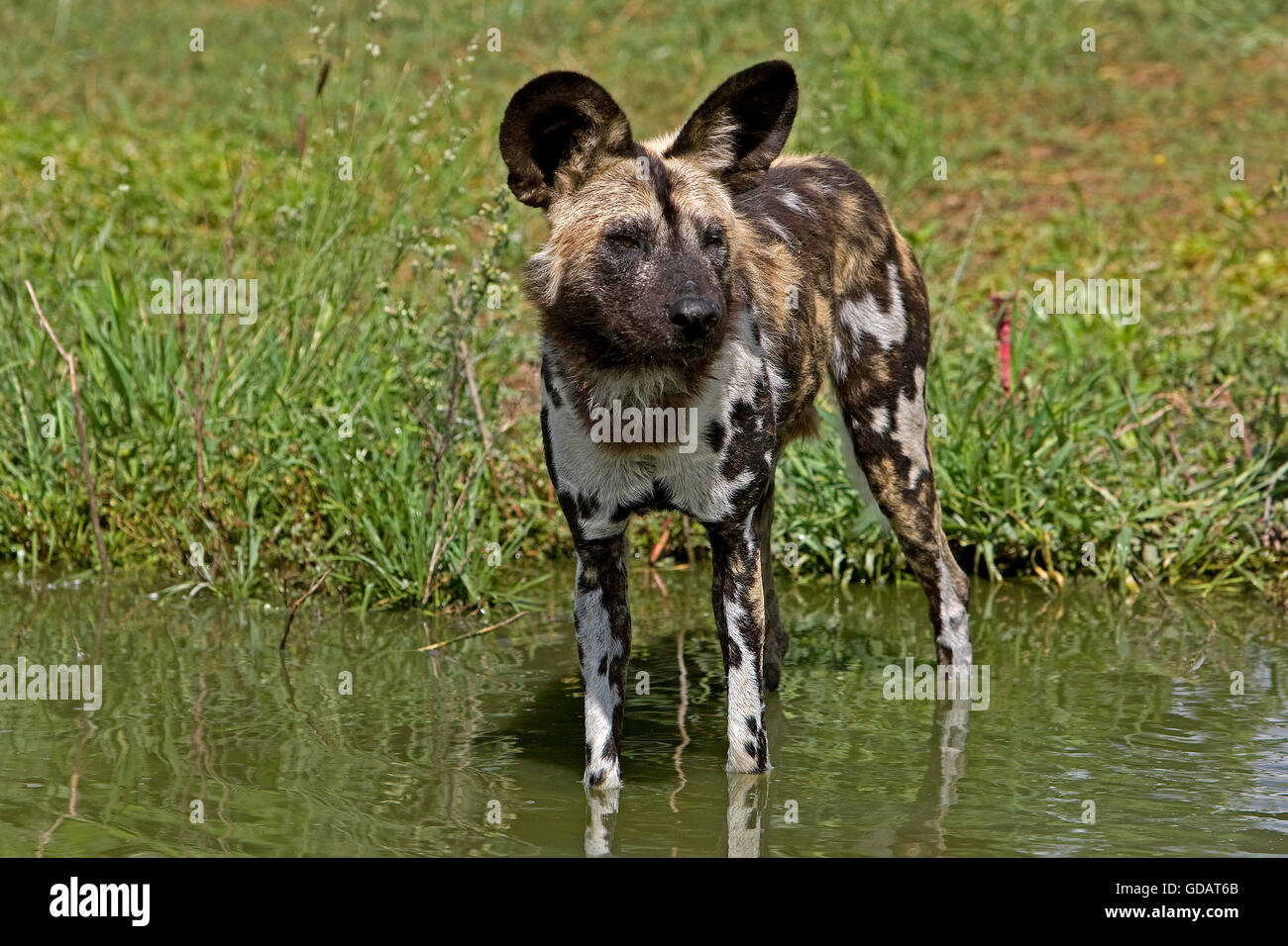 African Wild Dog, lycaon pictus, adulti nel foro per l'acqua, Namibia Foto Stock