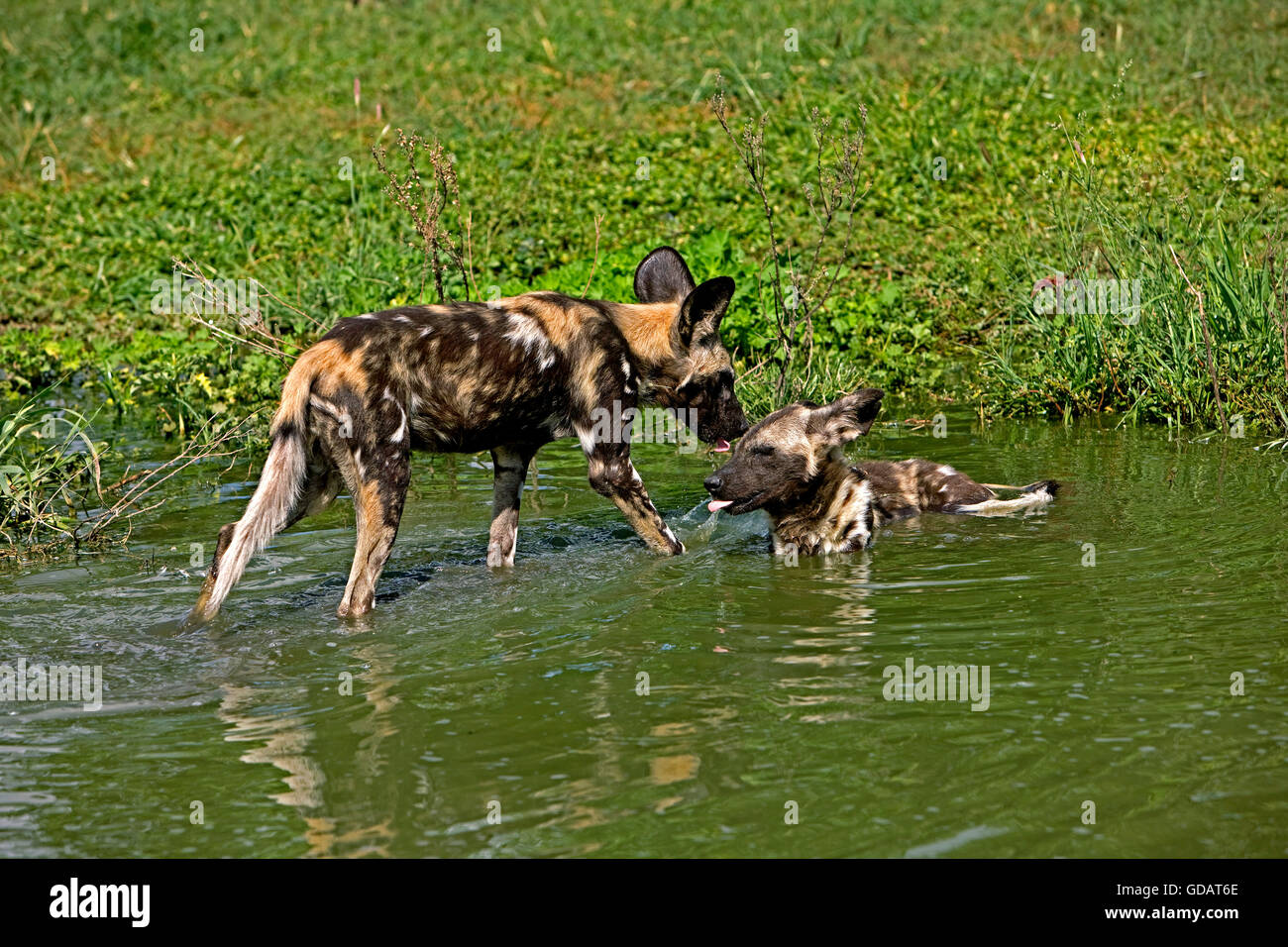 African Wild Dog, lycaon pictus, adulti nel foro per l'acqua, Namibia Foto Stock