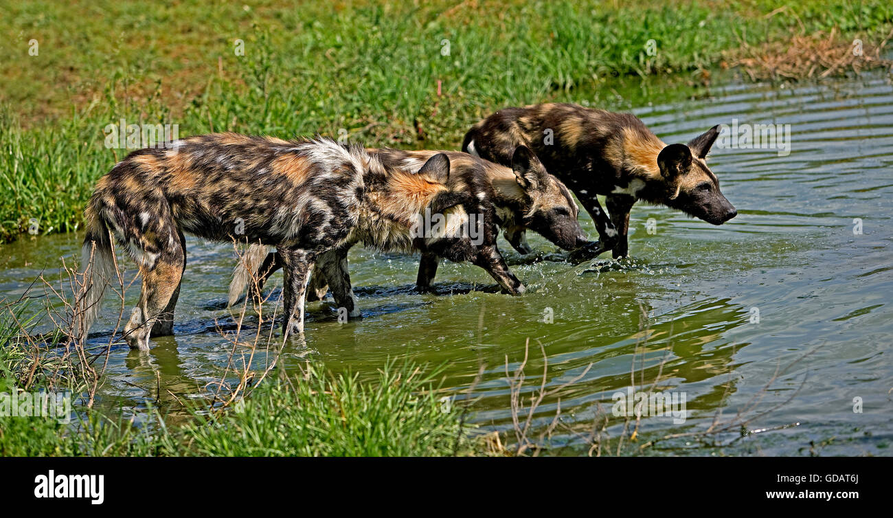 African Wild Dog, lycaon pictus, gruppo nel foro per l'acqua, Namibia Foto Stock