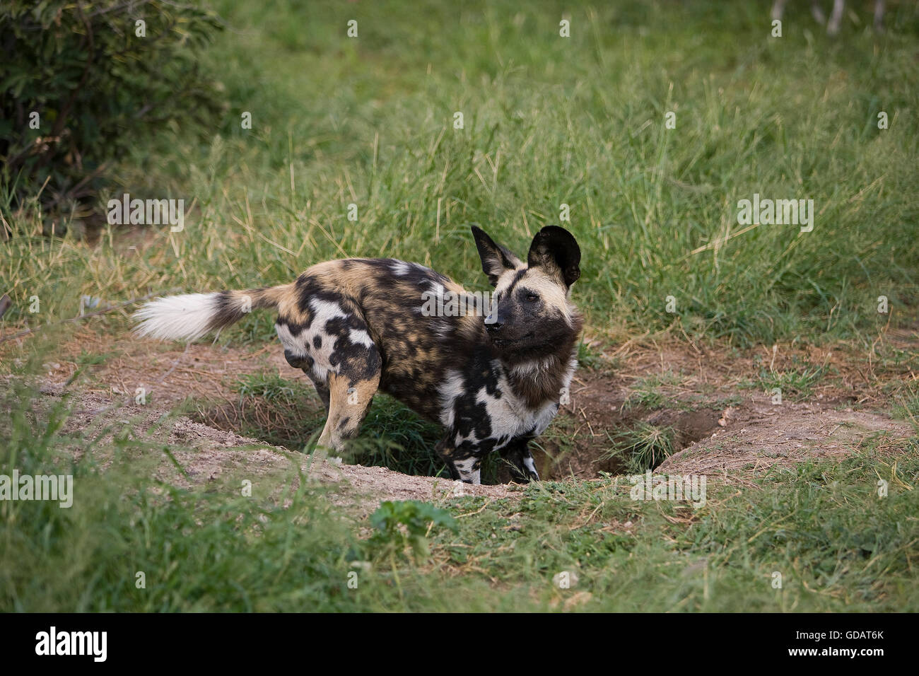 African Wild Dog, lycaon pictus, a Den ingresso, Namibia Foto Stock
