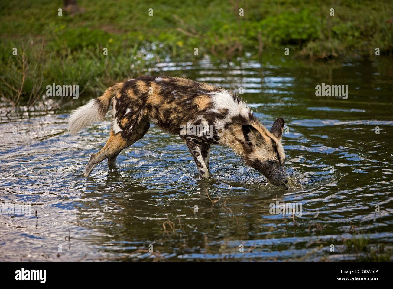 African Wild Dog, lycaon pictus, al foro per l'acqua, Namibia Foto Stock