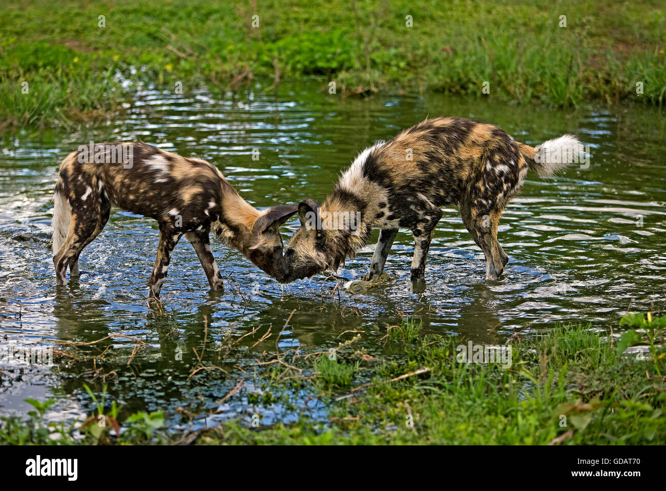 African Wild Dog, lycaon pictus, a Waterhole, Namibia Foto Stock