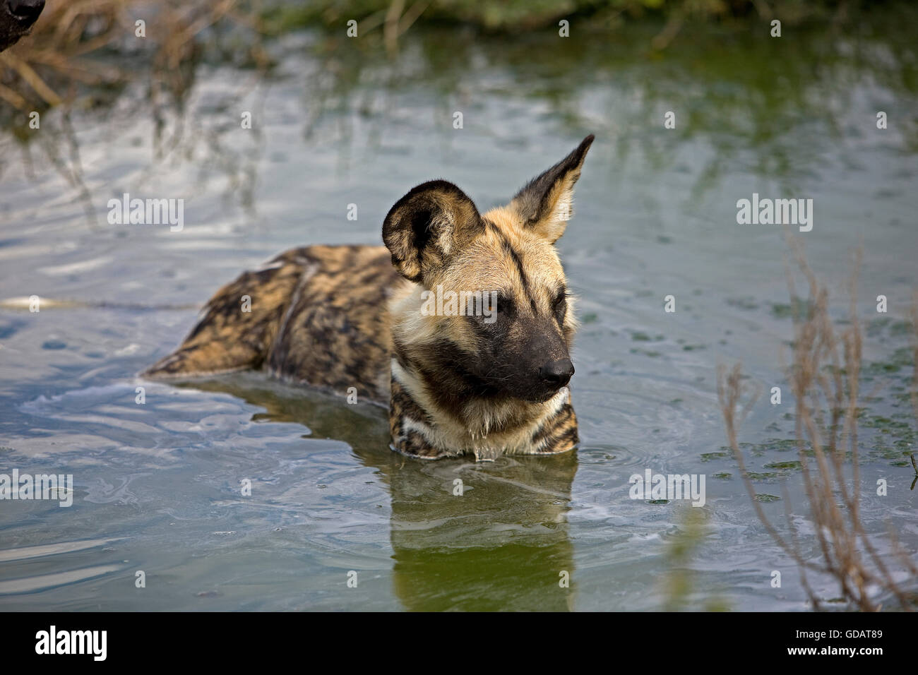 African Wild Dog, lycaon pictus, adulti nel foro per l'acqua, Namibia Foto Stock