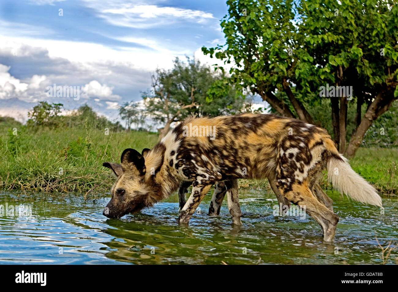 African Wild Dog, lycaon pictus, adulti nel foro per l'acqua, Namibia Foto Stock