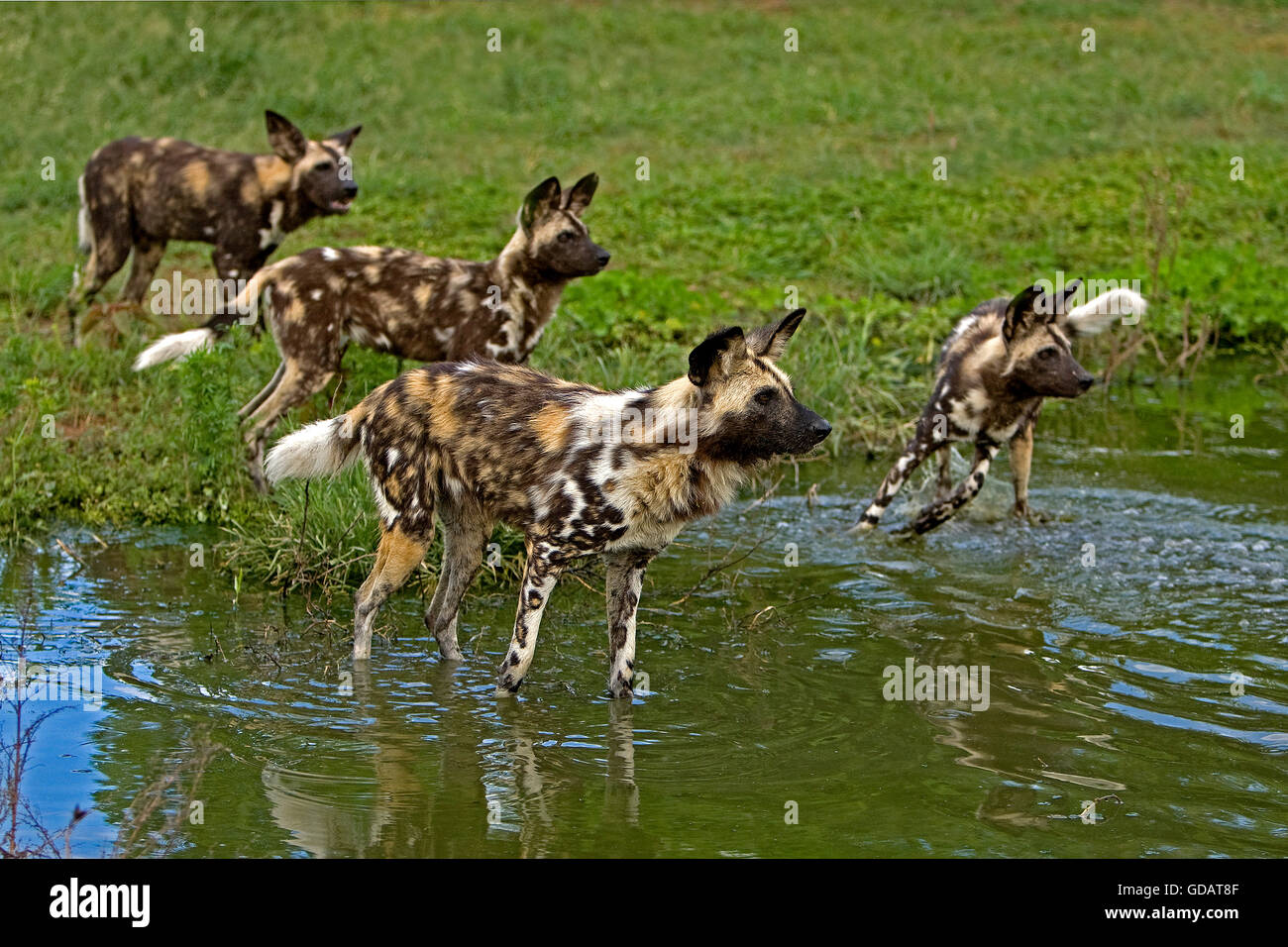 AFRICAN WILD DOG lycaon pictus IN NAMIBIA Foto Stock