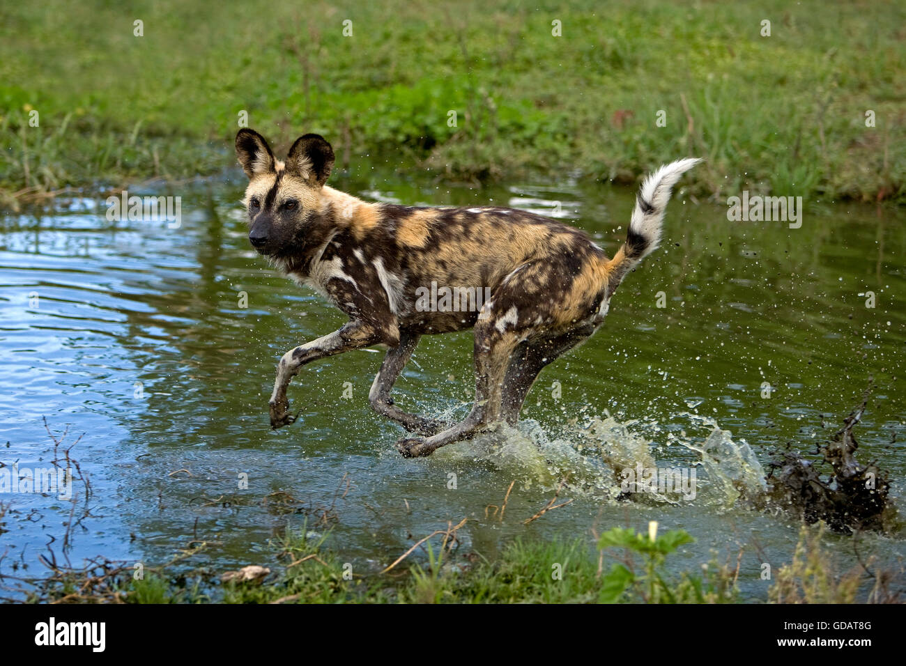 AFRICAN WILD DOG lycaon pictus, adulti in esecuzione attraverso acqua, NAMIBIA Foto Stock