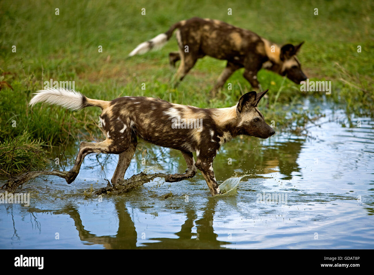 African Wild Dog, lycaon pictus, Adulti passeggiate nel foro per l'acqua, Namibia Foto Stock
