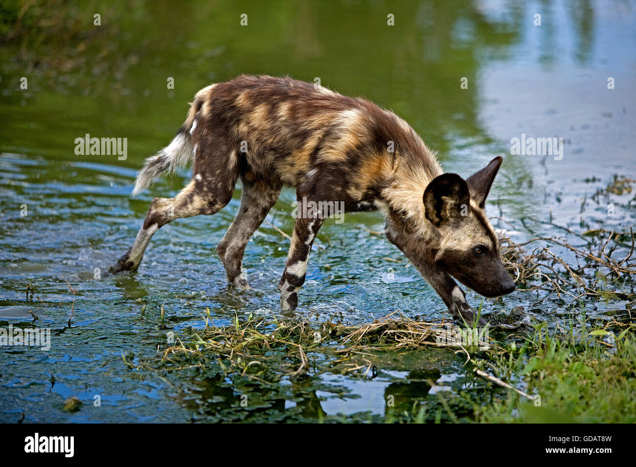 African Wild Dog, lycaon pictus, adulto presso il foro per l'acqua, Namibia Foto Stock