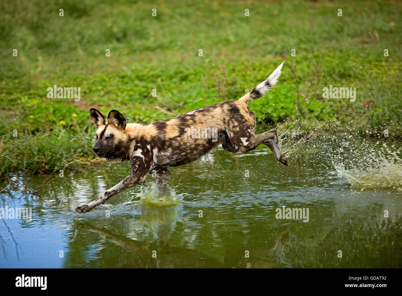 AFRICAN WILD DOG lycaon pictus, adulti in esecuzione attraverso acqua, NAMIBIA Foto Stock