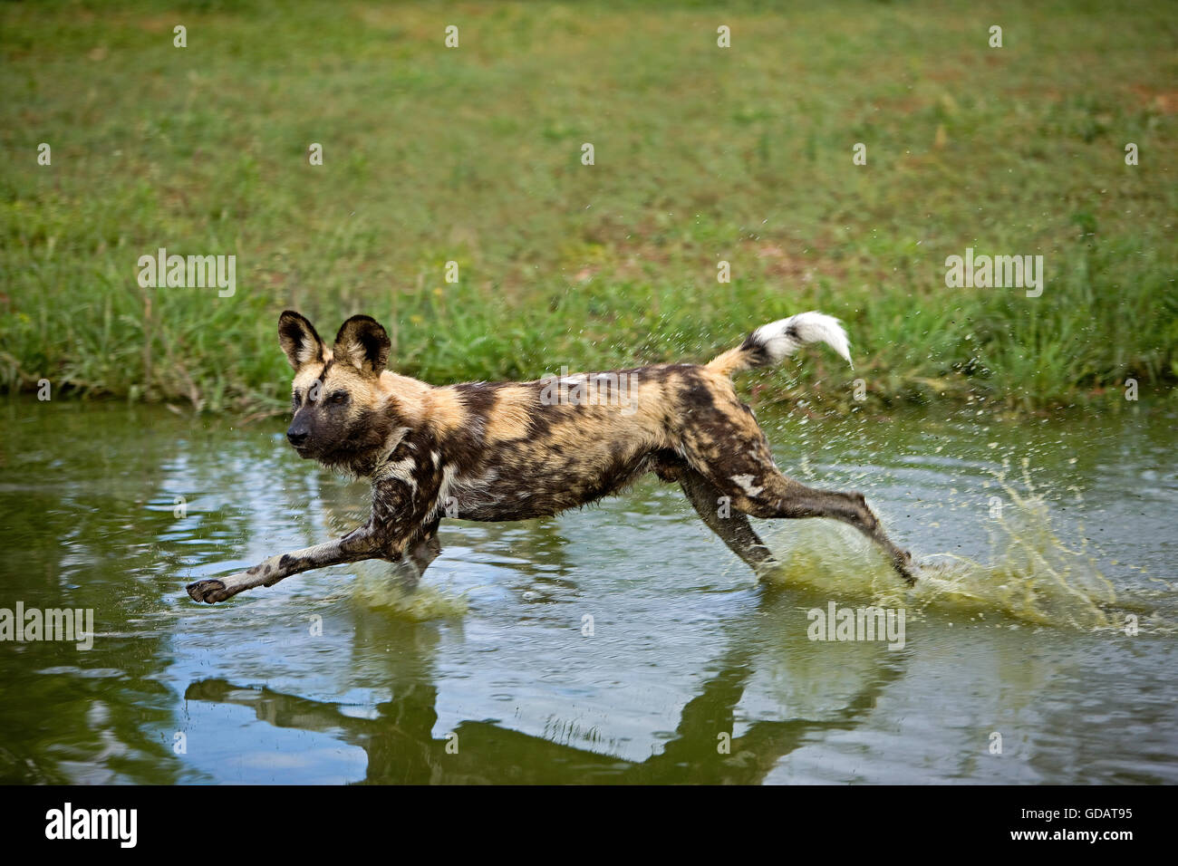African Wild Dog, lycaon pictus, a Waterhole, Namibia Foto Stock