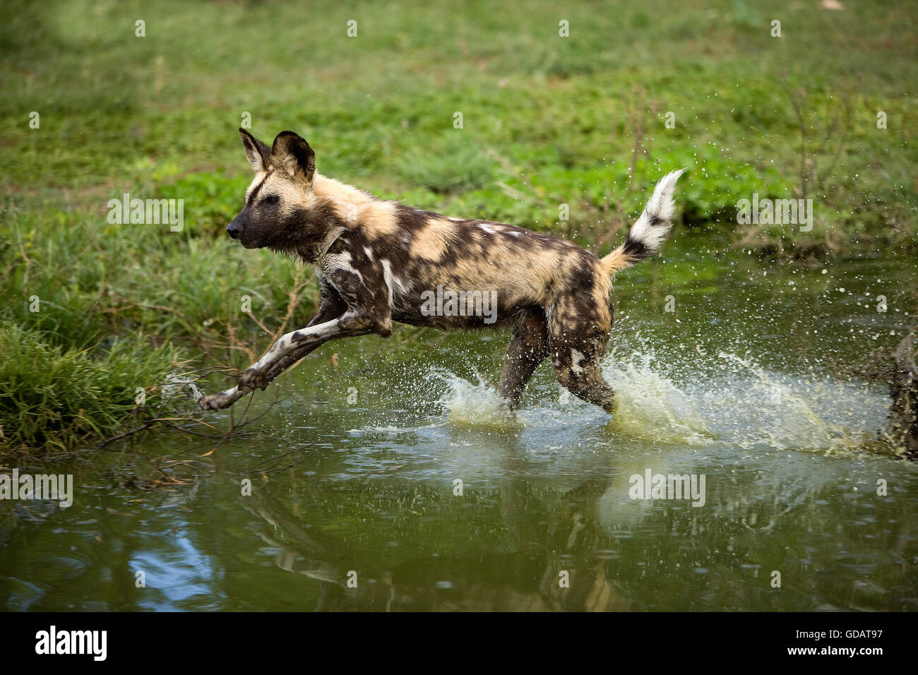 African Wild Dog, lycaon pictus, al foro per l'acqua, Namibia Foto Stock