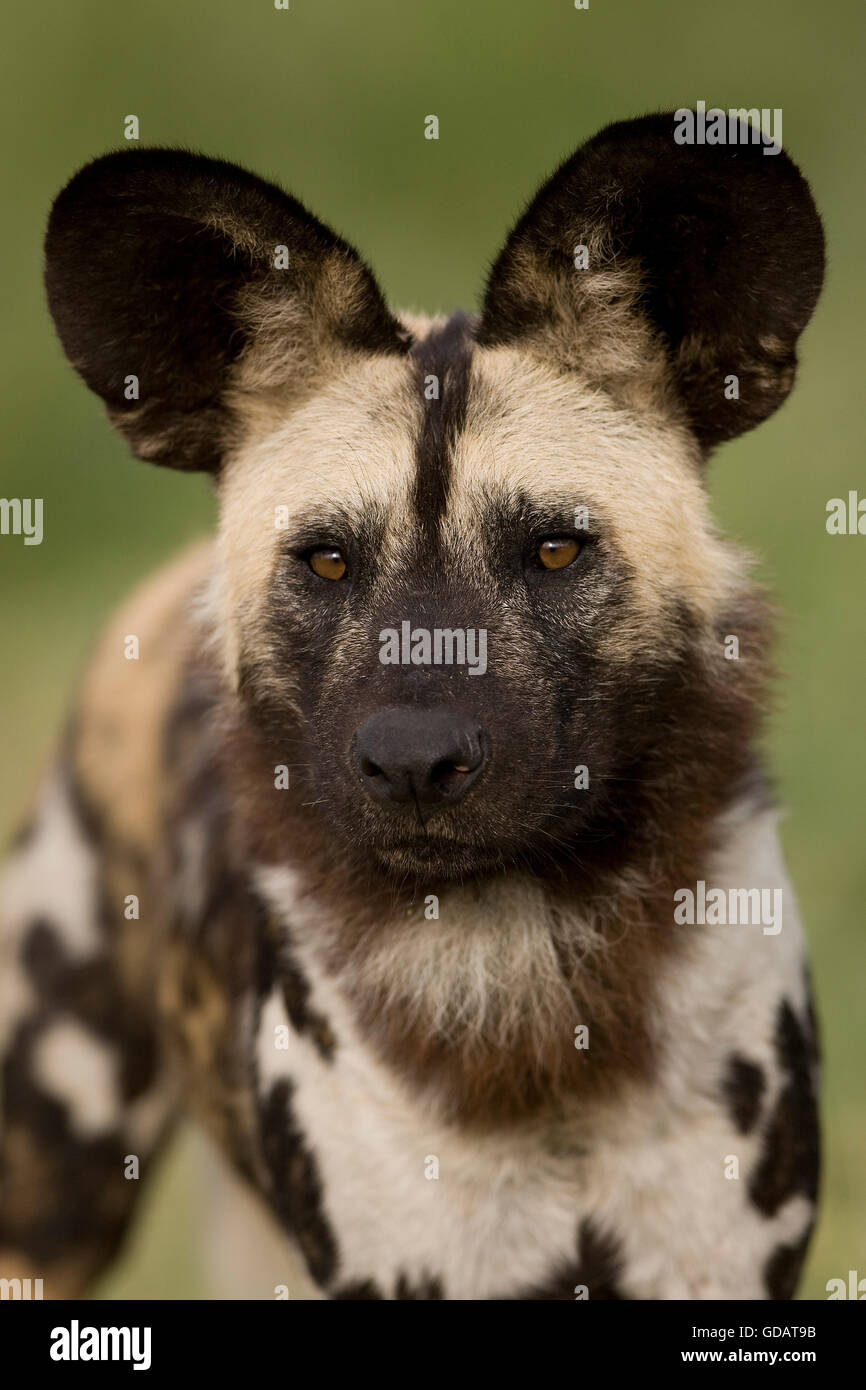African Wild Dog, lycaon pictus, Ritratto di adulto, Namibia Foto Stock
