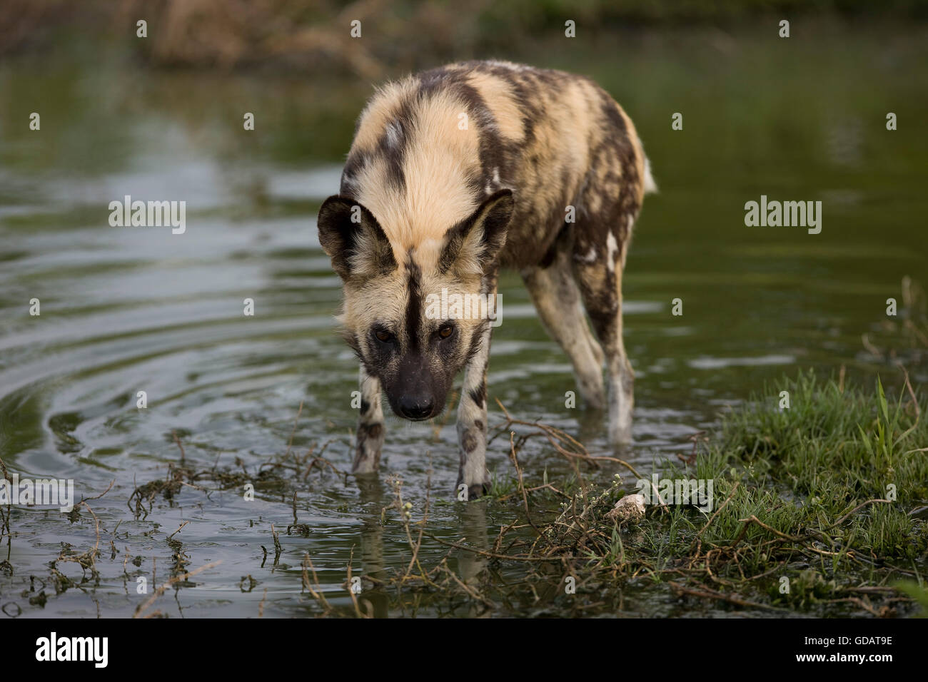 African Wild Dog, lycaon pictus, a Waterhole, Namibia Foto Stock