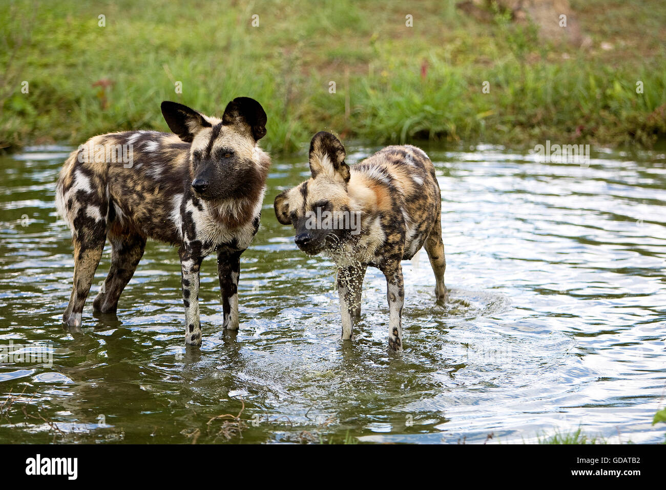 African Wild Dog, lycaon pictus, a Waterhole, Namibia Foto Stock