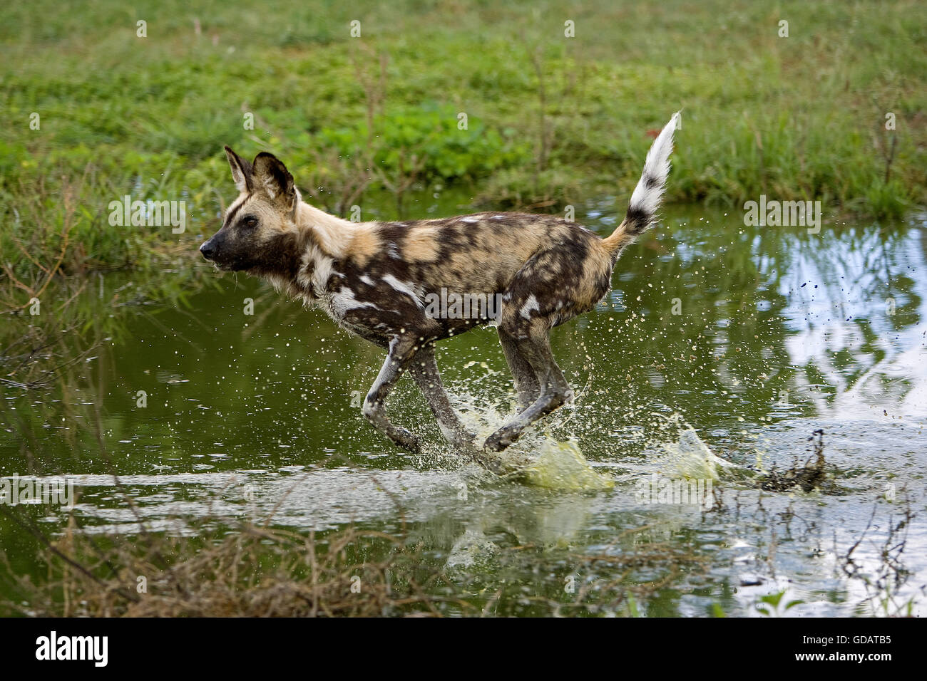 African Wild Dog, lycaon pictus, adulti in esecuzione nel foro per l'acqua, Namibia Foto Stock