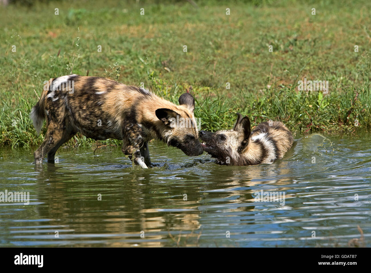 African Wild Dog, lycaon pictus, nel foro per l'acqua, Namibia Foto Stock