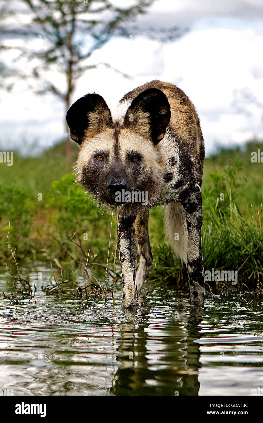 African Wild Dog, lycaon pictus, al foro per l'acqua, Namibia Foto Stock