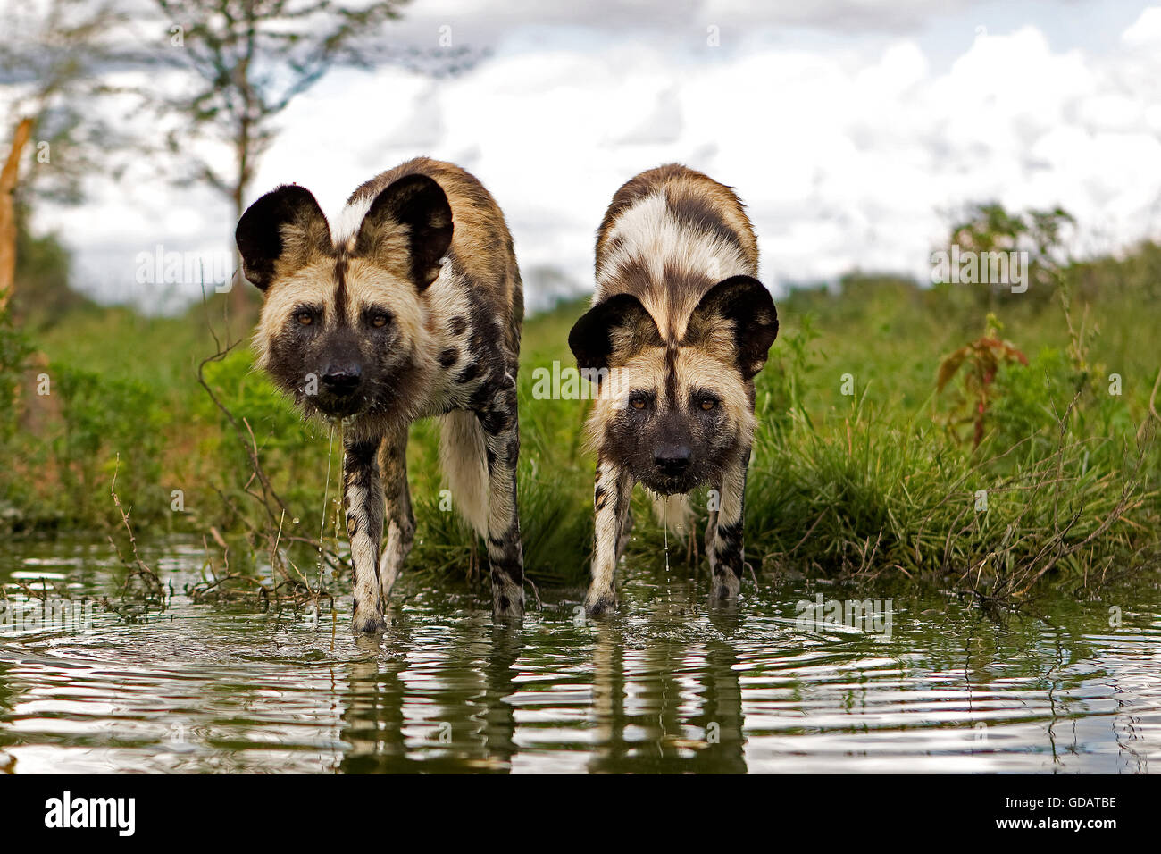 AFRICAN WILD DOG lycaon pictus, coppia entra in acqua, NAMIBIA Foto Stock