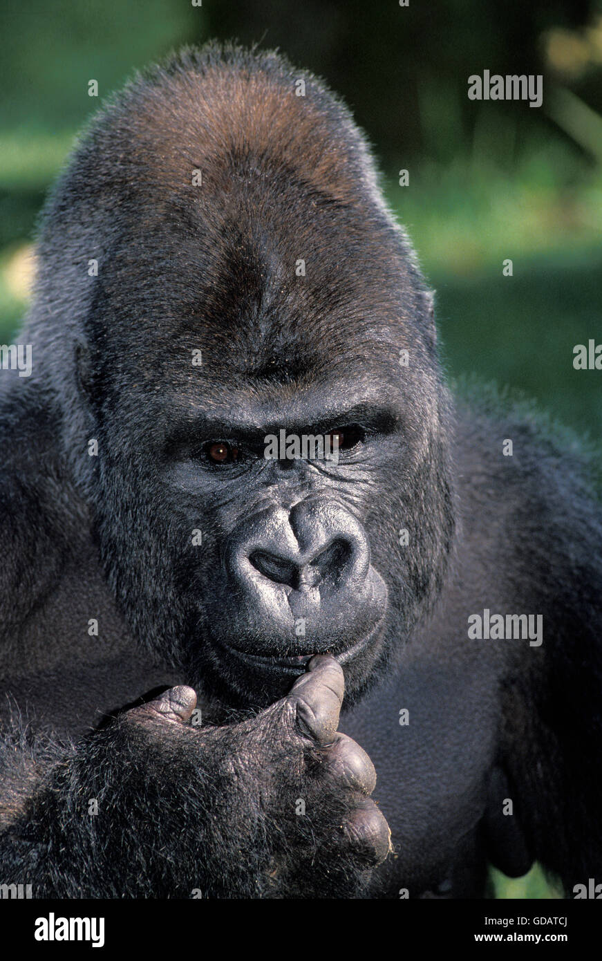 Pianura orientale gorilla gorilla gorilla graueri, ritratto di maschio Foto Stock