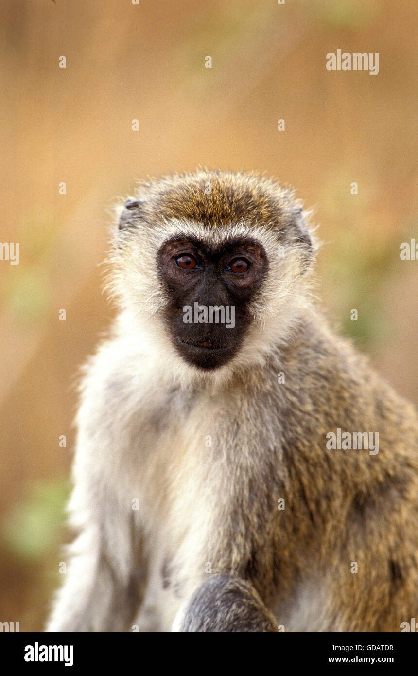 Vervet Monkey, cercopithecus aethiops, ritratto di donna, Kenya Foto Stock