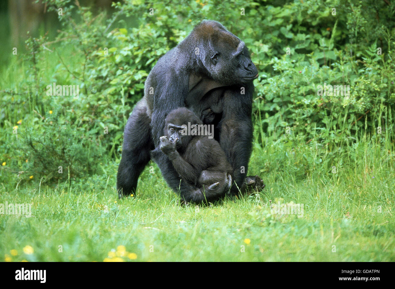 Pianura orientale gorilla gorilla gorilla graueri, madre che porta i giovani Foto Stock