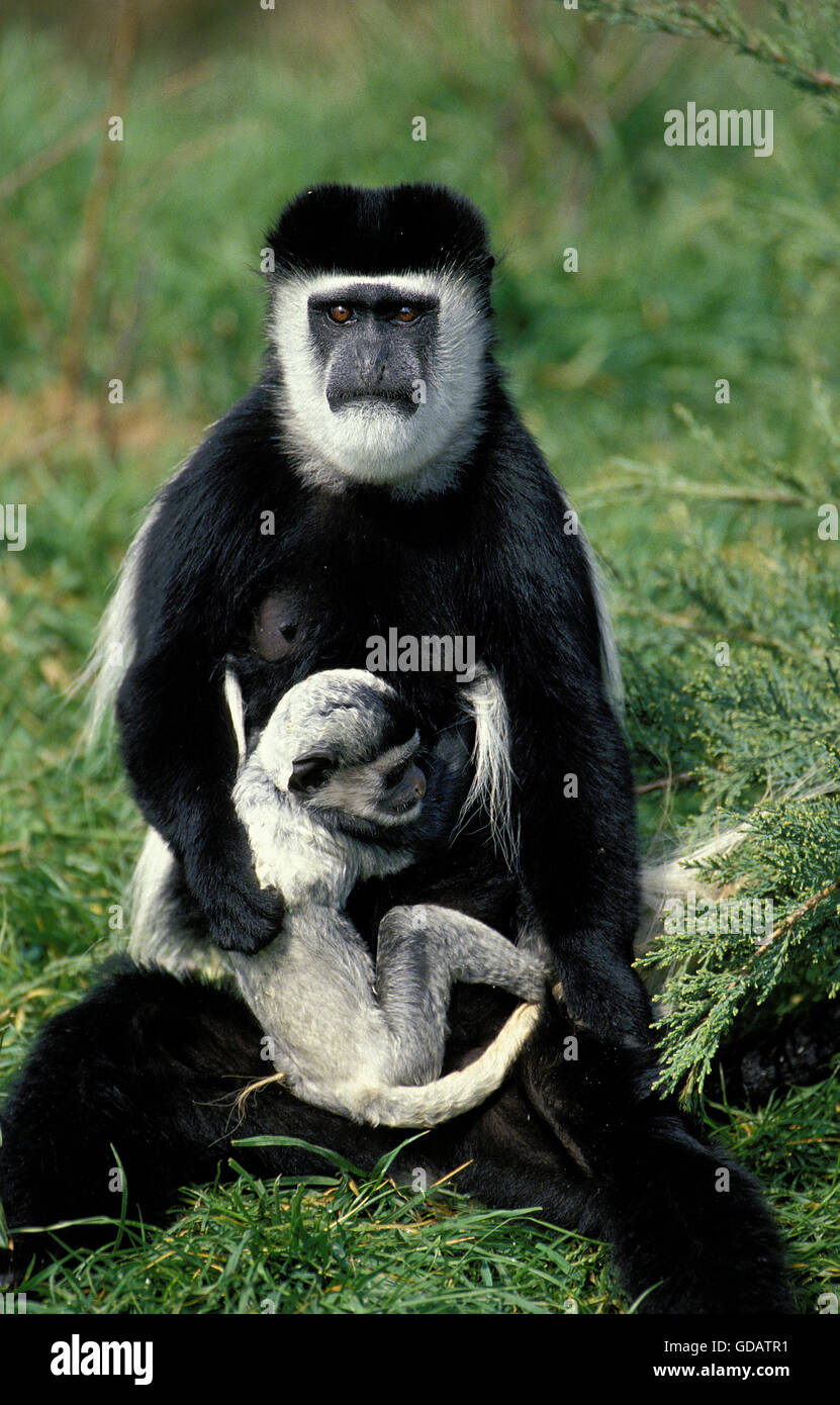 Bianco e nero COLOMBUS scimmia colobus guereza, MADRE CON I GIOVANI Foto Stock