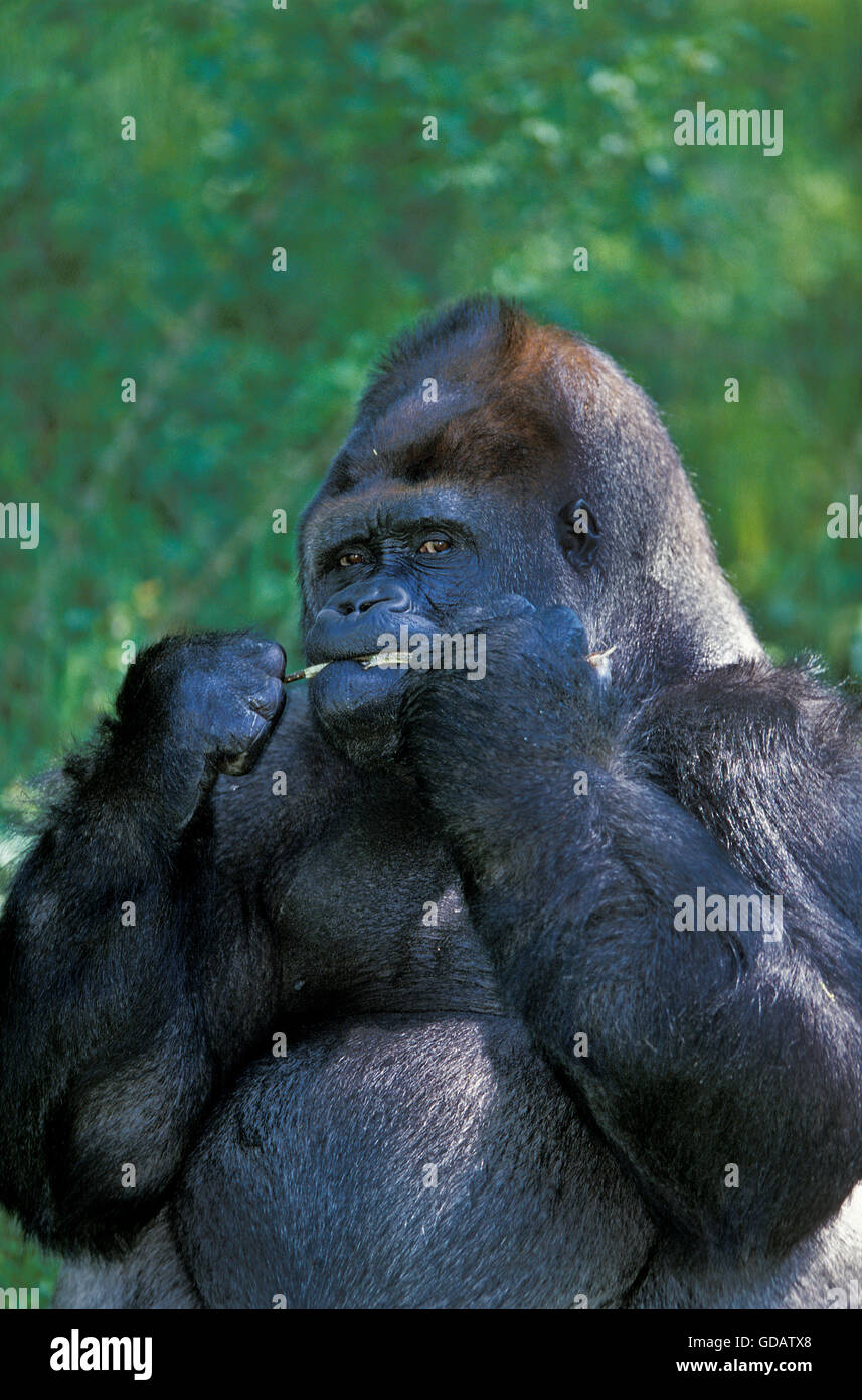 Pianura orientale Gorilla gorilla gorilla graueri, maschio mangiare pianta Foto Stock