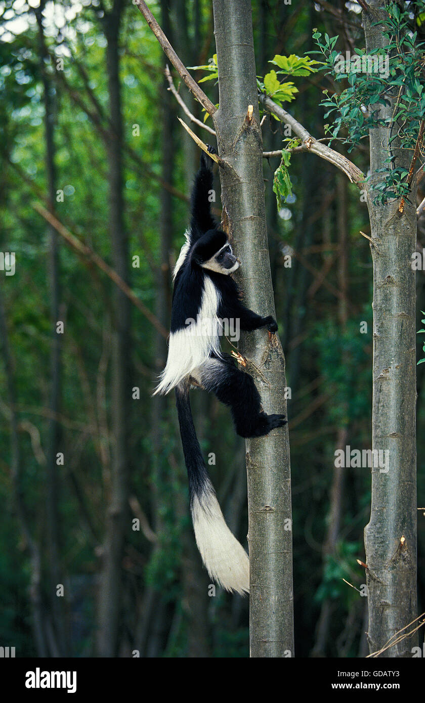 Bianco e nero COLOMBUS scimmia colobus guereza, adulti rampicante Foto Stock