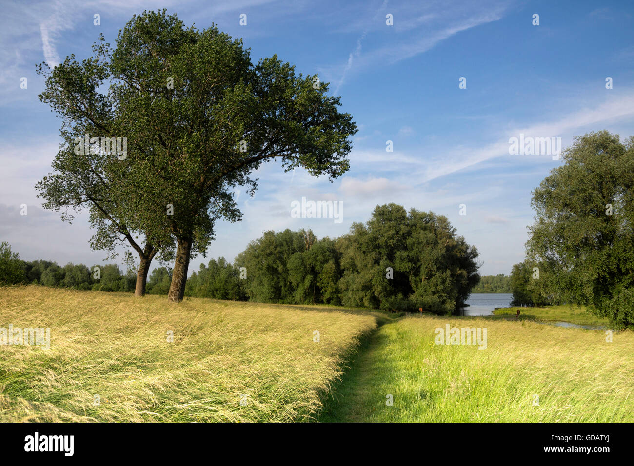 Cassa di Espansione del fiume Waal tra Gorinchem e Vuren Foto Stock