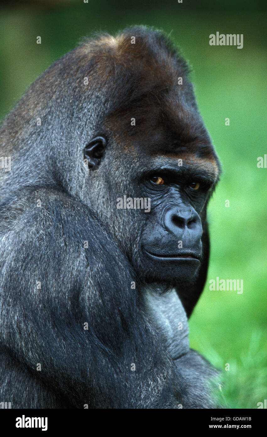 Pianura orientale gorilla gorilla gorilla graueri, TESTA DI MASCHIO Foto Stock