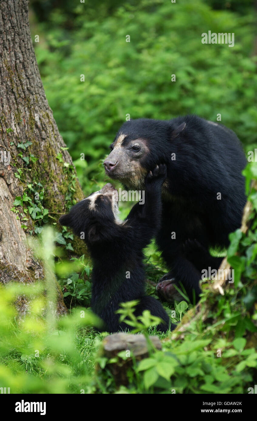Spectacled Orso, Tremarctos ornatus, Madre con Cub Foto Stock