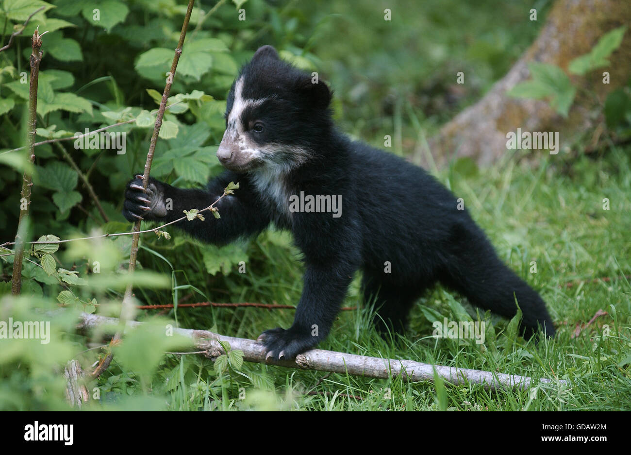 Spectacled Orso, Tremarctos ornatus, Cub Foto Stock